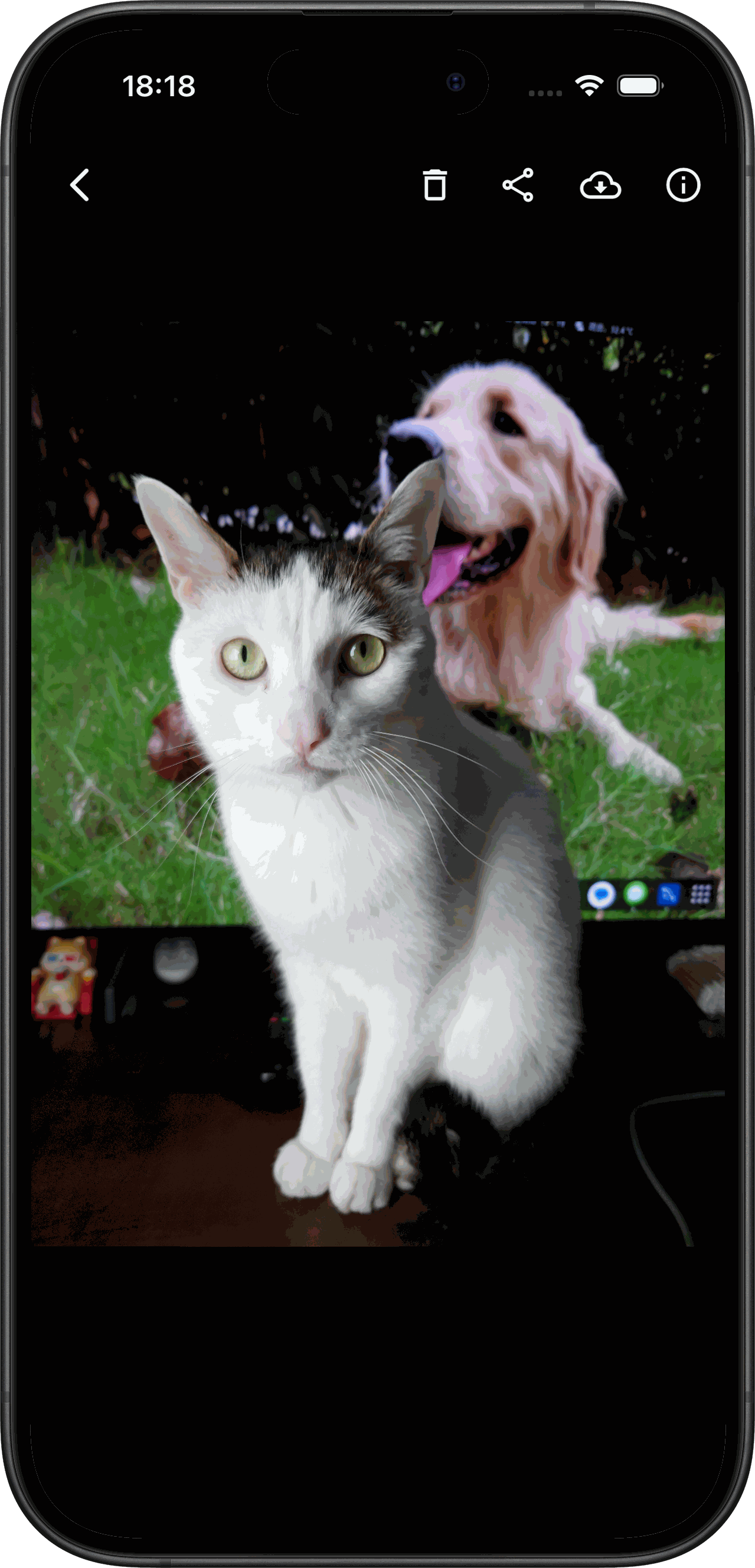 Pho app — photo stream view in the gallery